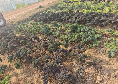 石首市东升镇：生态农场结硕果 乡村振兴添动力