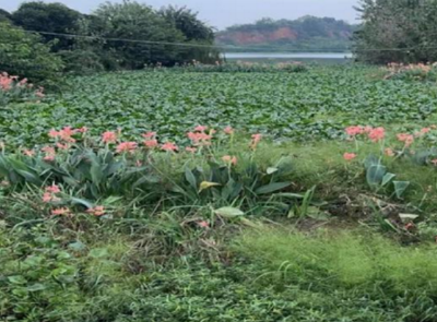 生态修复见成效 石首东升烈货山潭重现水清景美