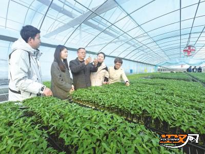 田垄间的科技答卷——荆州科技特派团队深耕五载，让技术结出“富民果”