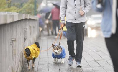 下月起，遛狗不牵绳致伤人，最高拘10天！