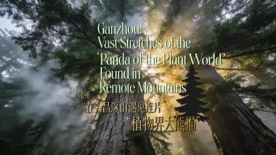 赣州：在会昌深山遇见连片“植物界大熊猫”