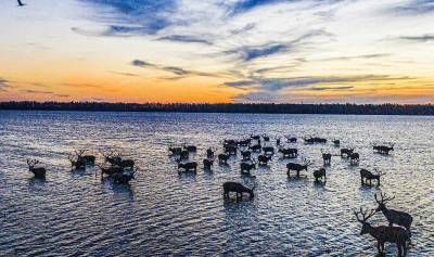 守护麋鹿精灵，打造生态标杆！石首天鹅洲麋鹿苑获评国家3A级旅游景区