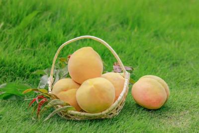 田园新曲｜三湖黄桃“链”成金色产业