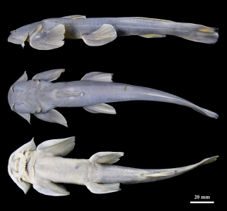 西藏发现鱼类新物种