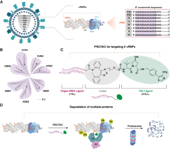 我国科学家，开辟广谱抗甲流新路径！