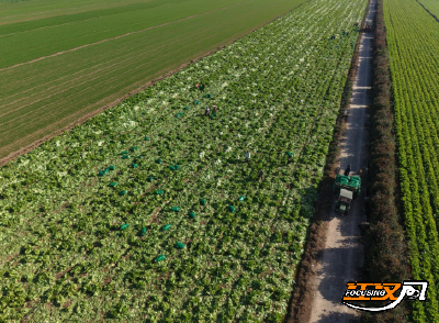 石首市小河口镇：千亩芥菜喜获丰收 “订单农业”铺就富民路