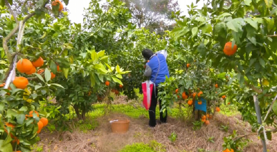 荆州江陵：“红美人”柑橘品质“在线” 一路“狂飙”销全国