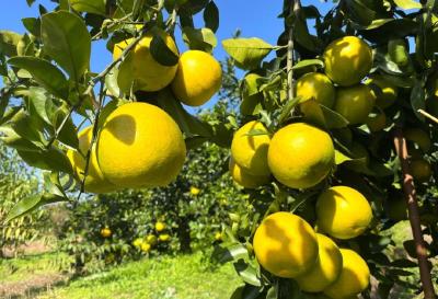 退休夫妇的“甜蜜事业”：从建筑工到果园主的跨界人生