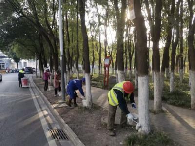 绿植穿“防寒服”啦！沙市区全面启动树木刷白防寒行动