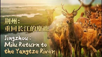 荆州：重回长江的麋鹿