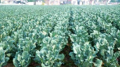 荆州公安：冷库“锁”鲜  西兰花“俏”销