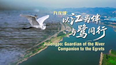 重庆九龙坡：以江为伴，与鹭同行