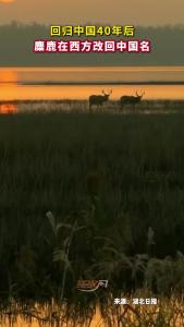 回归中国40年后，麋鹿在西方改回中国名