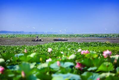 湖北荆州：荆风楚韵惊艳“出圈” “润泽”之城绿色崛起