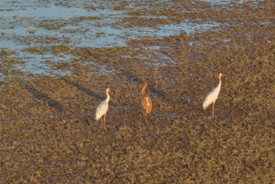 【媒眼看荆州】12月26日—12月30日 央省媒体聚焦荆州文旅项目、农业发展