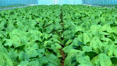 一年采三季，一人包下300亩菜园