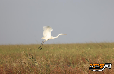 湖北荆：洪湖国家级自然保护区频获珍稀候鸟“青睐”