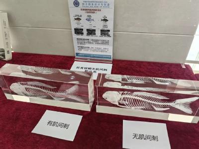 你即将吃上湖北培育的“无刺鲫鱼”