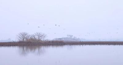 1.8万羽水鸟赴约来荆州菱角湖湿地公园啦！