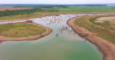 它们归来四十年，改名了！