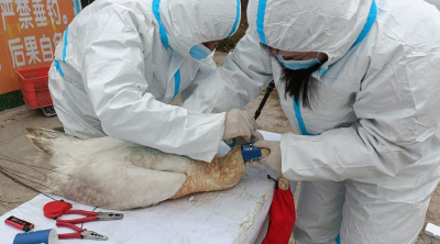 洪湖湿地为迁徙候鸟“上户口”！冬季水鸟佩戴环志标识