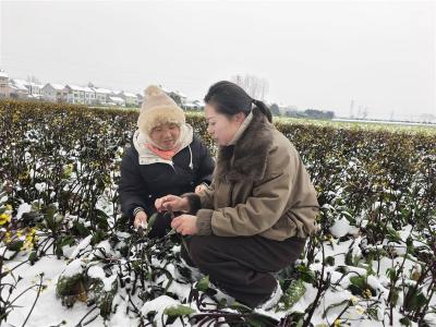湖北日报客户端推出《荆州500名技术员深入田间地头应对冰冻雨雪灾害》