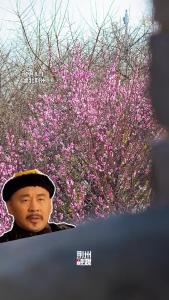 湖北荆州：暗香浮动时 古城入画来