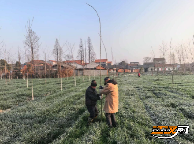 江陵河道分局抢抓晴好天气营造护岸护堤林