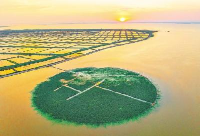 湖北日报丨曾经受伤的洪湖，“水下森林”初长成，水质变好了，候鸟回来了 重现“浪打浪”的清澈乡愁