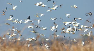 洪湖新生：书写“一切天成”的绿色答卷