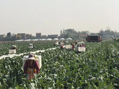 松滋：每天百吨发往全国，300社员“锦上添花”