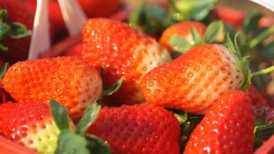 荆州公安：冬日诱人，“莓”你不行！