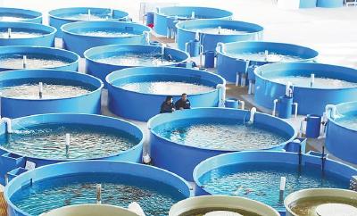 我国首次规模化繁育出子三代中华鲟 