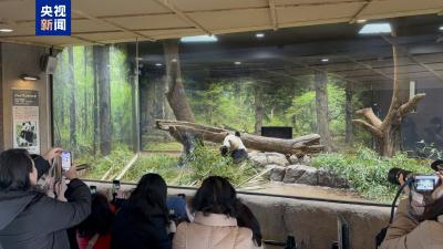 最后一天“打卡上班” 旅日大熊猫将返回中国