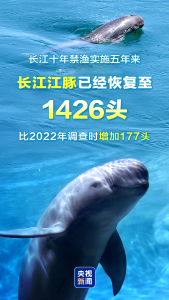 1426头！长江江豚数量实现恢复性增长