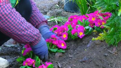 江陵：一步一景！“微景观”改造带来出行新体验