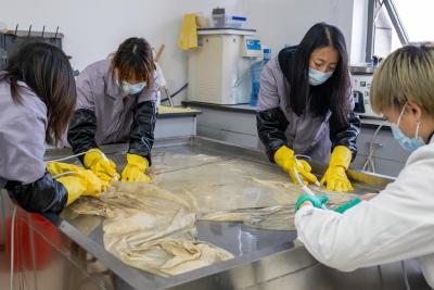 新华社客户端｜湖北荆州：技术创新为有机质文物全生命周期“护航”