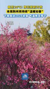 荆州梅花提前报到~祝大家2026梅有烦恼