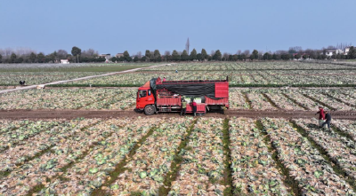 石首久长果蔬甘蓝喜获丰收 直供全国保障民生供给