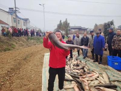 荆州这个村分大鱼啦！