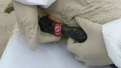 万里迁徙，有“证”可寻——从候鸟环志看洪湖湿地生态转变