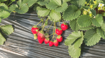 石首国强村：“小草莓”映红致富路 特色种植带动村民增收