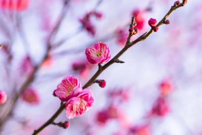 开啦！荆州人意外：今年咋这么早？