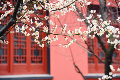 荆州：蜡梅花开！跟着这几条线路，赏花寻香去