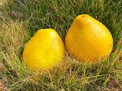 公安水果品种，又上新啦！