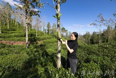 一片茶叶的史诗