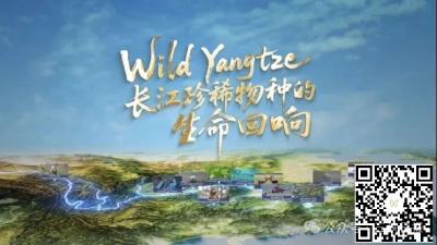 听，长江生灵正在归来