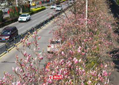 荆州的春天，真的来了！