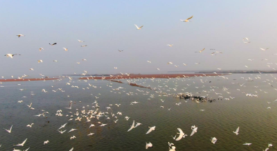 世界湿地日｜国网洪湖市供电公司：电力护航洪湖湿地生态保护