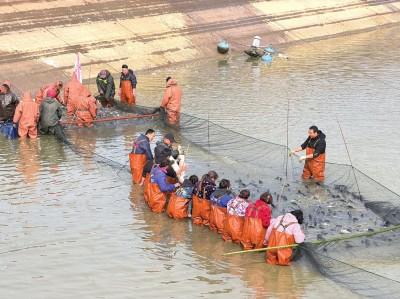 新春走基层丨荆州：人欢鱼跃好“丰”景